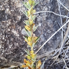 Genista monspessulana at Cook, ACT - 5 Mar 2025 11:37 AM