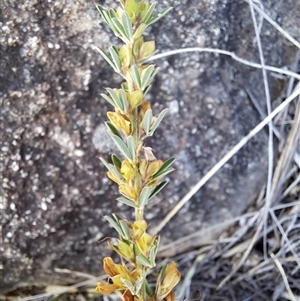 Genista monspessulana at Cook, ACT - 5 Mar 2025 11:37 AM