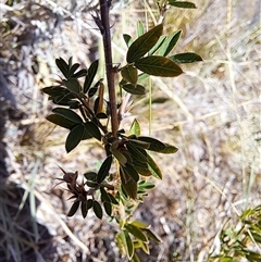 Genista monspessulana at Cook, ACT - 5 Mar 2025 11:37 AM