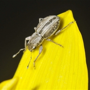 Naupactus leucoloma at Majura, ACT - Yesterday 08:47 PM