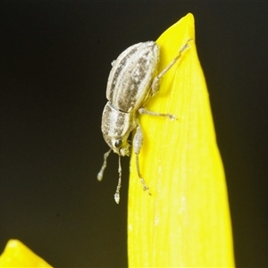 Naupactus leucoloma at Majura, ACT - Yesterday 08:47 PM