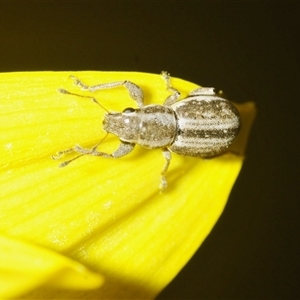 Naupactus leucoloma at Majura, ACT - Yesterday 08:47 PM