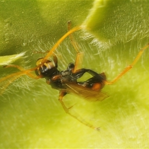 Unidentified Wasp (Hymenoptera, Apocrita) at Majura, ACT - Yesterday by Harrisi