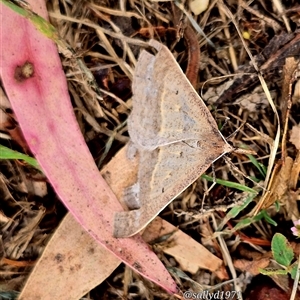 Epidesmia hypenaria at Snake Valley, VIC - suppressed