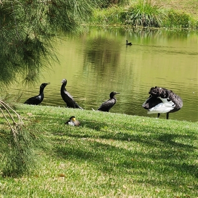 Phalacrocorax sulcirostris (Little Black Cormorant) at The Oaks, NSW - 2 Mar 2025 by AlexAv65