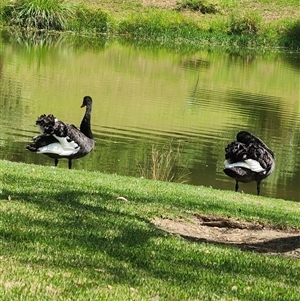 Cygnus atratus (Black Swan) at The Oaks, NSW - 2 Mar 2025 by AlexAv65