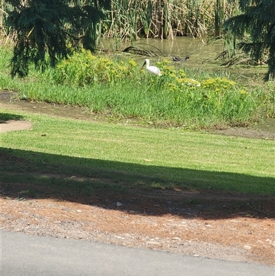 Platalea regia (Royal Spoonbill) at The Oaks, NSW - 28 Feb 2025 by AlexAv65