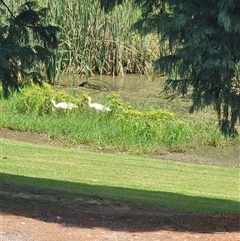 Platalea regia at The Oaks, NSW - 28 Feb 2025 12:11 PM