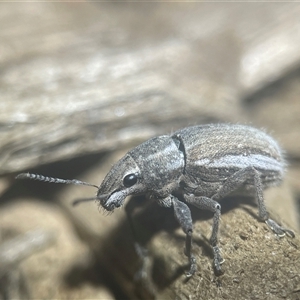 Naupactus leucoloma at Evatt, ACT - Yesterday 08:32 PM