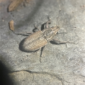 Naupactus leucoloma at Evatt, ACT - Yesterday 08:32 PM