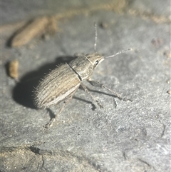 Naupactus leucoloma at Evatt, ACT - Yesterday 08:32 PM