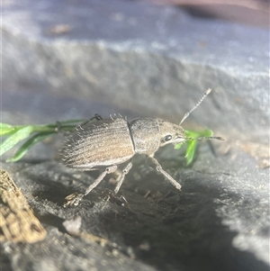 Naupactus leucoloma at Evatt, ACT - Yesterday 08:32 PM