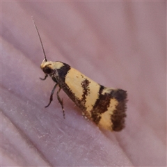 Olbonoma triptycha (Chezela Group) at Bellmount Forest, NSW - 16 Feb 2025 by ConBoekel