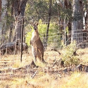 Macropus giganteus at Bellmount Forest, NSW - 16 Feb 2025 by ConBoekel