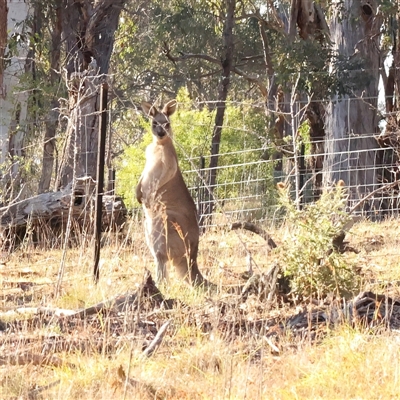 Macropus giganteus at Bellmount Forest, NSW - 16 Feb 2025 by ConBoekel