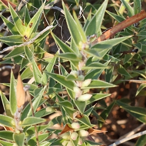 Melichrus urceolatus (Urn Heath) at Bellmount Forest, NSW - 16 Feb 2025 by ConBoekel