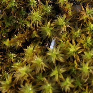 Unidentified Moss, Liverwort or Hornwort at Bellmount Forest, NSW - 16 Feb 2025 by ConBoekel