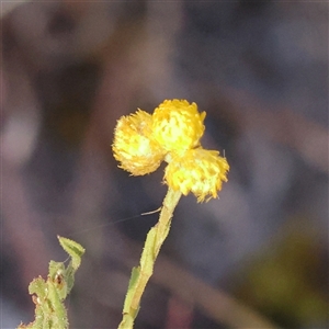 Chrysocephalum apiculatum at Bellmount Forest, NSW - 16 Feb 2025 07:58 AM