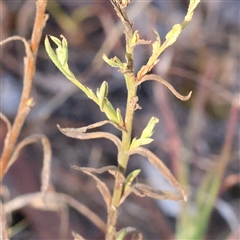 Chrysocephalum apiculatum at Bellmount Forest, NSW - 16 Feb 2025 07:58 AM