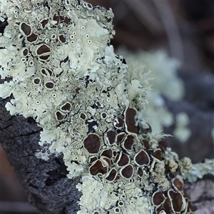 Flavoparmelia sp. at Bellmount Forest, NSW - 16 Feb 2025 by ConBoekel