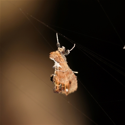 Arrade leucocosmalis (A Hypeninae moth) at Bellmount Forest, NSW - 16 Feb 2025 by ConBoekel