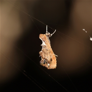 Arrade leucocosmalis at Bellmount Forest, NSW - 16 Feb 2025 08:05 AM