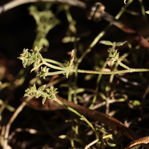 Unidentified Other Wildflower or Herb at Bellmount Forest, NSW - 16 Feb 2025 by ConBoekel