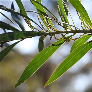 Acacia rubida at Bellmount Forest, NSW - 16 Feb 2025 08:09 AM