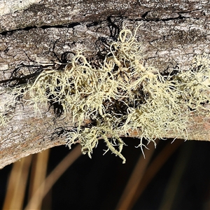 Usnea sp. (genus) at Bellmount Forest, NSW - 16 Feb 2025 by ConBoekel