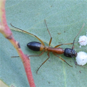 Camponotus consobrinus at Bellmount Forest, NSW - 16 Feb 2025 08:11 AM