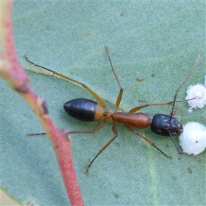 Camponotus consobrinus (Banded sugar ant) at Bellmount Forest, NSW - 16 Feb 2025 by ConBoekel