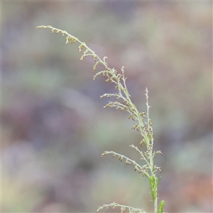 Cassinia sifton at Bellmount Forest, NSW - 16 Feb 2025 by ConBoekel