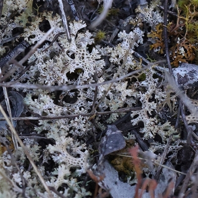 Cladia corallaizon at Bellmount Forest, NSW - 16 Feb 2025 by ConBoekel