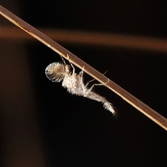 Culicidae (family) (A mosquito) at Bellmount Forest, NSW - 16 Feb 2025 by ConBoekel