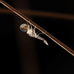 Culicidae (family) at Bellmount Forest, NSW - 16 Feb 2025 08:24 AM