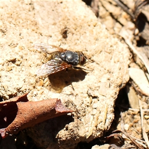 Unidentified Blow fly (Calliphoridae) at Bellmount Forest, NSW - 16 Feb 2025 by ConBoekel