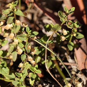 Scutellaria humilis at Bellmount Forest, NSW - 16 Feb 2025 08:29 AM