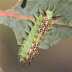 Doratifera quadriguttata (Four-spotted Cup Moth) at Bellmount Forest, NSW - 16 Feb 2025 by ConBoekel