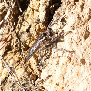 Bathypogon sp. (genus) (A robber fly) at Bellmount Forest, NSW - 16 Feb 2025 by ConBoekel