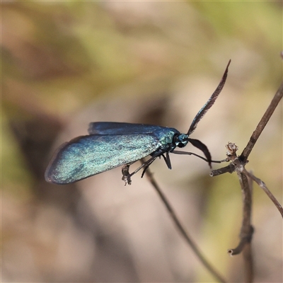 Pollanisus (genus) (A Forester Moth) at Bellmount Forest, NSW - 16 Feb 2025 by ConBoekel