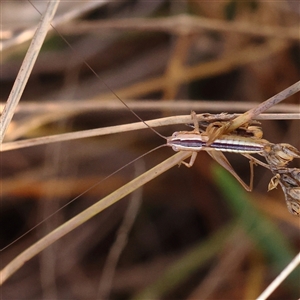 Conocephalus semivittatus at Bellmount Forest, NSW - 16 Feb 2025 by ConBoekel