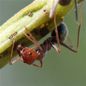 Iridomyrmex purpureus (Meat Ant) at Bellmount Forest, NSW - 16 Feb 2025 by ConBoekel