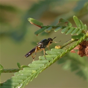 Unidentified Sawfly (Hymenoptera, Symphyta) at Bellmount Forest, NSW - 16 Feb 2025 by ConBoekel