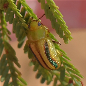 Unidentified Leaf beetle (Chrysomelidae) at Bellmount Forest, NSW - 16 Feb 2025 by ConBoekel