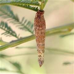 Trigonocyttara clandestina (Less-stick Case Moth) at Bellmount Forest, NSW - 16 Feb 2025 by ConBoekel