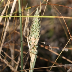 Phalaris aquatica (Phalaris, Australian Canary Grass) at Bellmount Forest, NSW - 16 Feb 2025 by ConBoekel