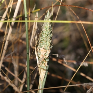 Phalaris aquatica at Bellmount Forest, NSW - 16 Feb 2025 by ConBoekel