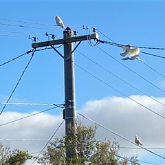 Cacatua sanguinea (Little Corella) at Meadows, SA - Yesterday by JillianM