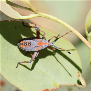 Amorbus obscuricornis (Eucalyptus Tip Wilter) at Bellmount Forest, NSW - 16 Feb 2025 by ConBoekel