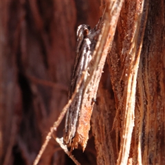 Ardozyga phloeodes (A Gelechioid moth) at Bellmount Forest, NSW - 16 Feb 2025 by ConBoekel